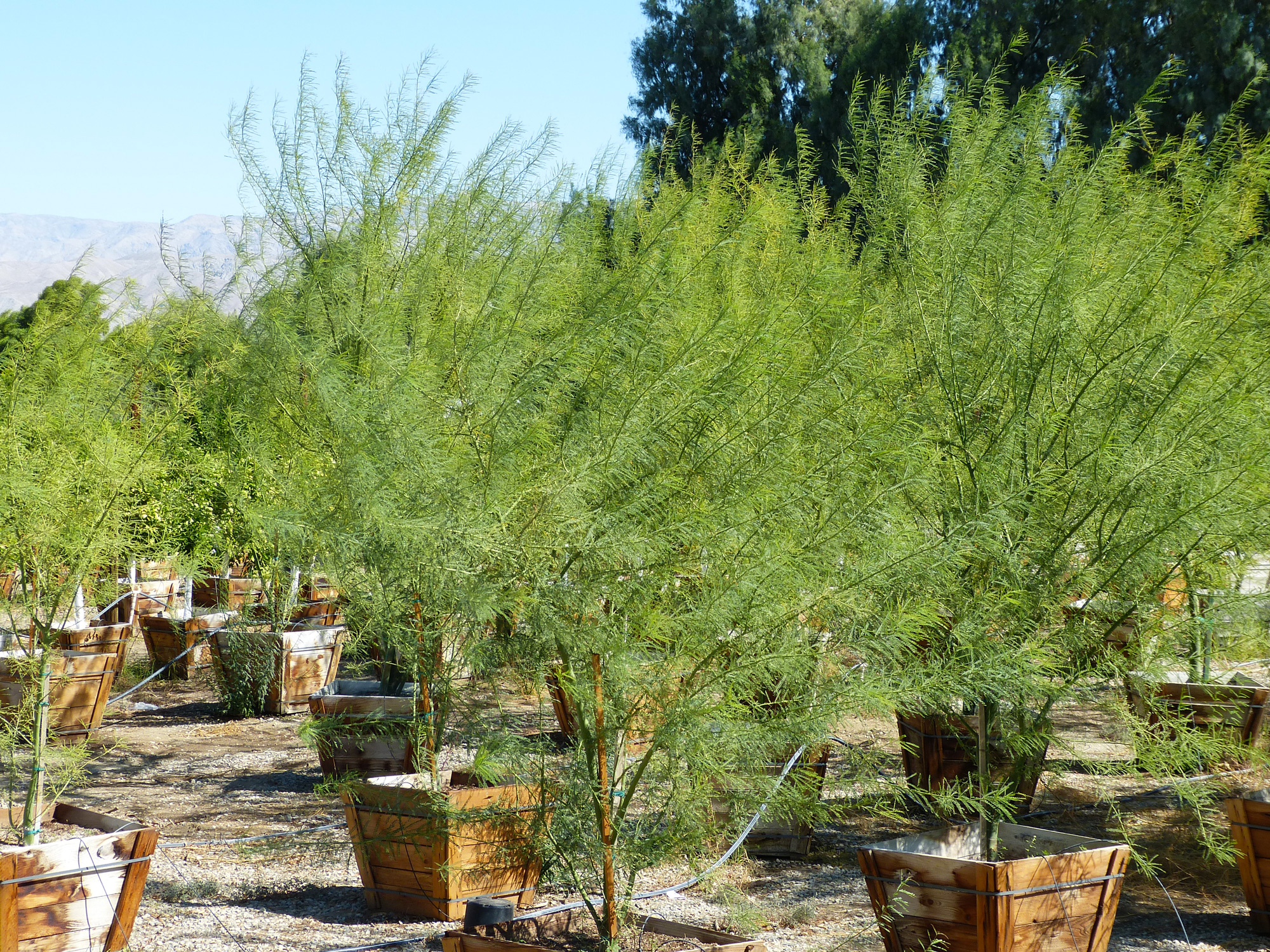 Inventory Cameron Nursery