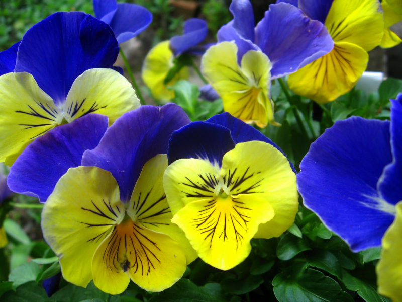 Tip What Flowers grow best in the Coachella Valley Cameron Nursery