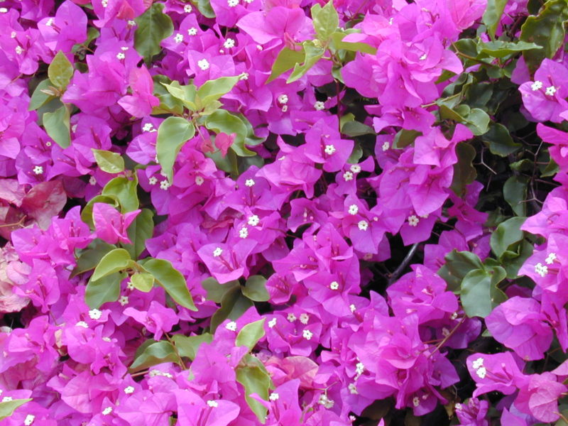 What S Eating My Bougainvillea Cameron Nursery